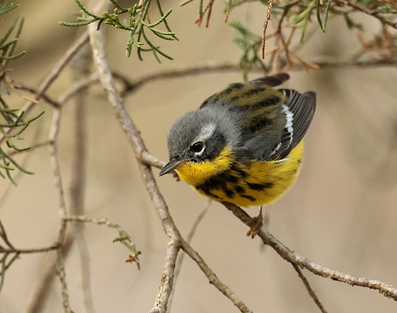 Magnolia Warbler Setophaga magnolia