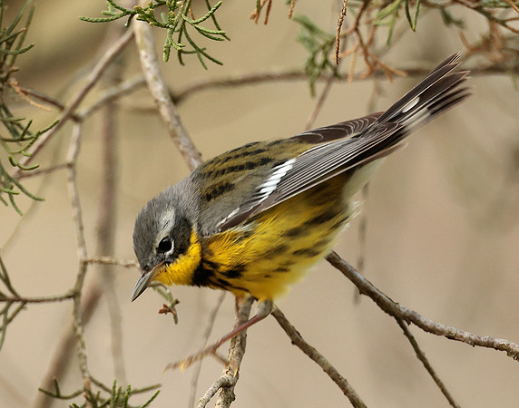Magnolia Warbler Setophaga magnolia
