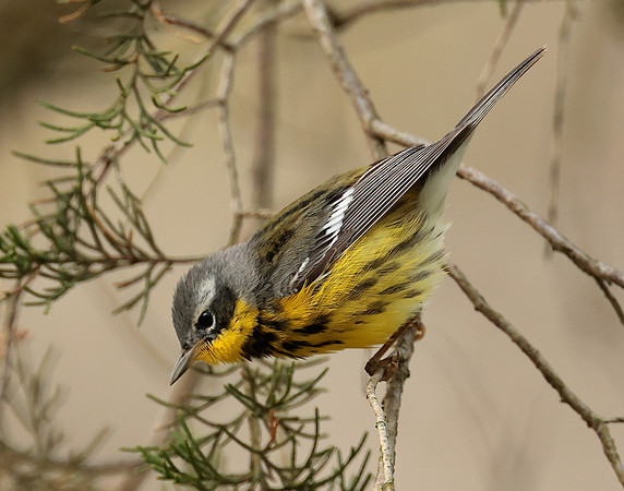 Magnolia Warbler Setophaga magnolia