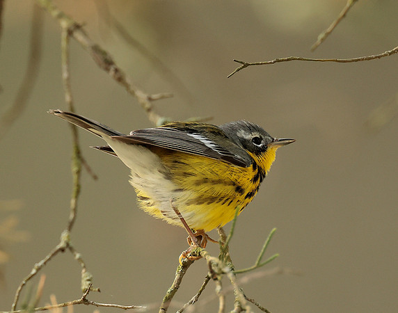 Magnolia Warbler Setophaga magnolia