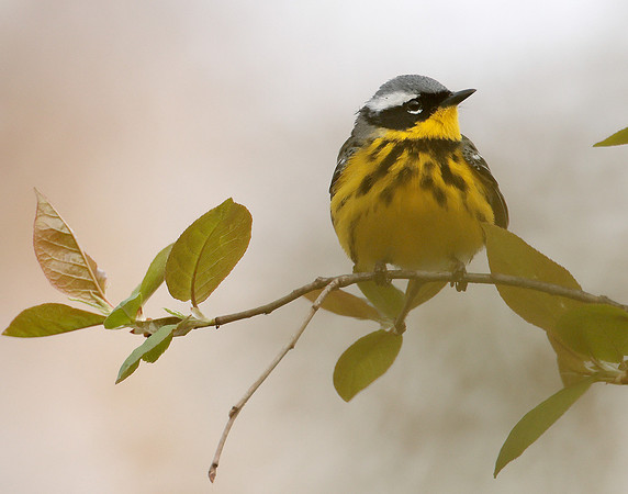 Magnolia Warbler Setophaga magnolia