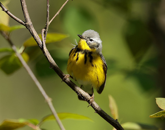Magnolia Warbler Setophaga magnolia