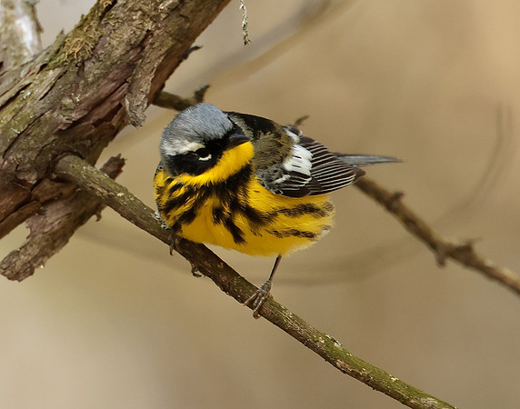 Magnolia Warbler Setophaga magnolia