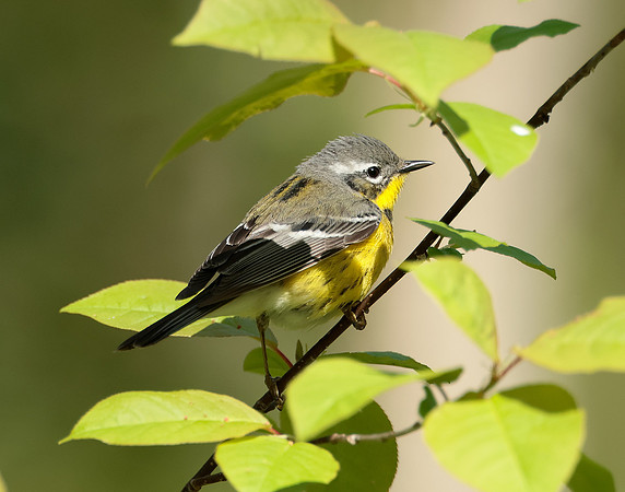Magnolia Warbler Setophaga magnolia