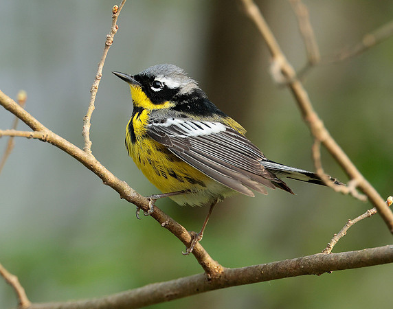 Magnolia Warbler Setophaga magnolia