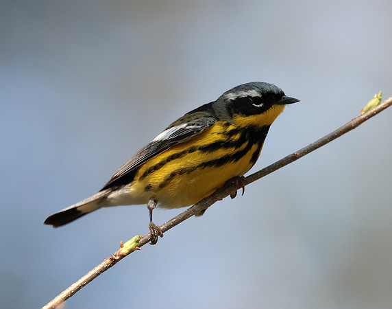 Magnolia Warbler Setophaga magnolia