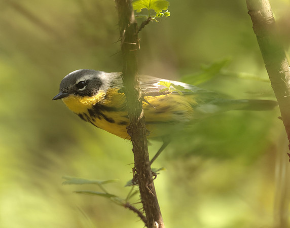 Magnolia Warbler Setophaga magnolia