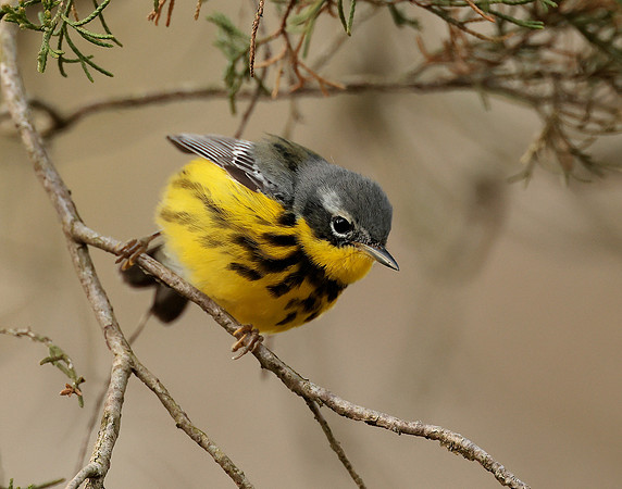 Magnolia Warbler Setophaga magnolia