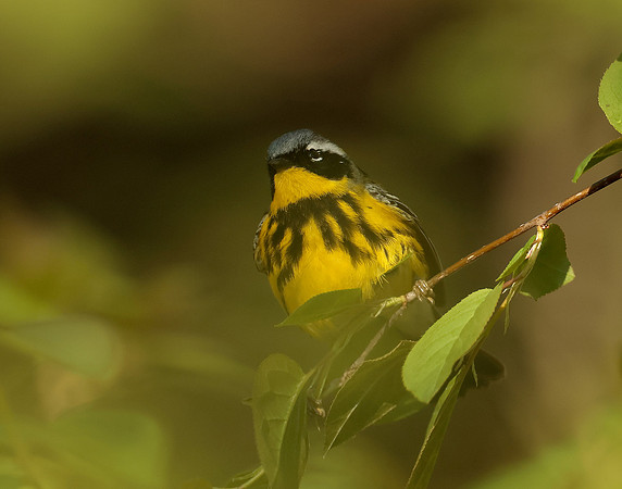 Magnolia Warbler Setophaga magnolia