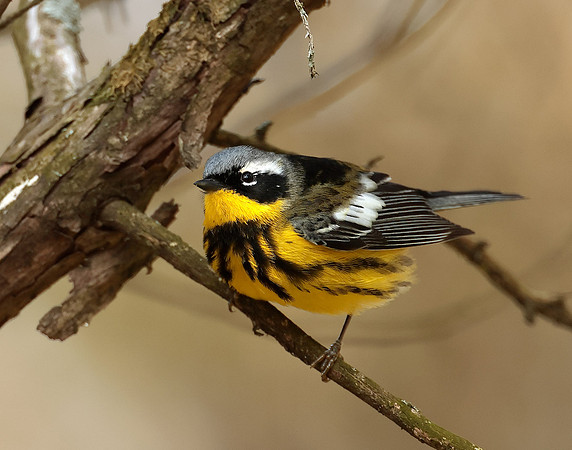 Magnolia Warbler Setophaga magnolia