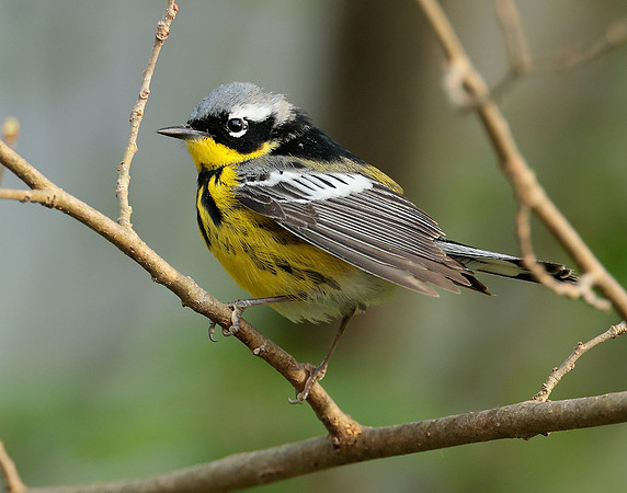 Magnolia Warbler Setophaga magnolia