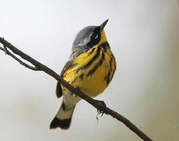 Magnolia Warbler Setophaga magnolia