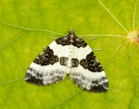 70.084 BF1766 Blue-bordered Carpet Plemyria rubiginata