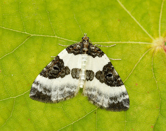 70.084 BF1766 Blue-bordered Carpet Plemyria rubiginata