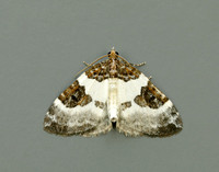 70.084 BF1766 Blue-bordered Carpet Plemyria rubiginata