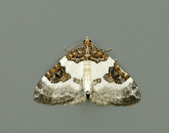 70.084 BF1766 Blue-bordered Carpet Plemyria rubiginata