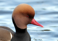 Red-crested Pochard Netta ruffina