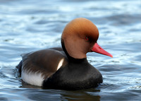 Red-crested Pochard