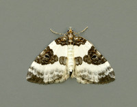 70.084 BF1766 Blue-bordered Carpet Plemyria rubiginata