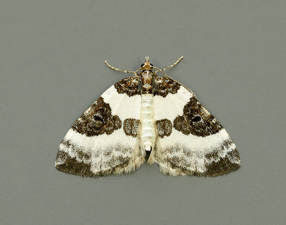 70.084 BF1766 Blue-bordered Carpet Plemyria rubiginata