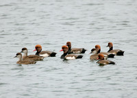 Red-crested Pochard Netta ruffina