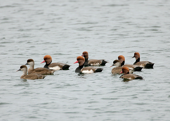 Red-crested Pochard Netta ruffina