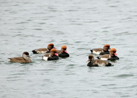 Red-crested Pochard Netta ruffina