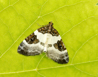 70.084 BF1766 Blue-bordered Carpet Plemyria rubiginata