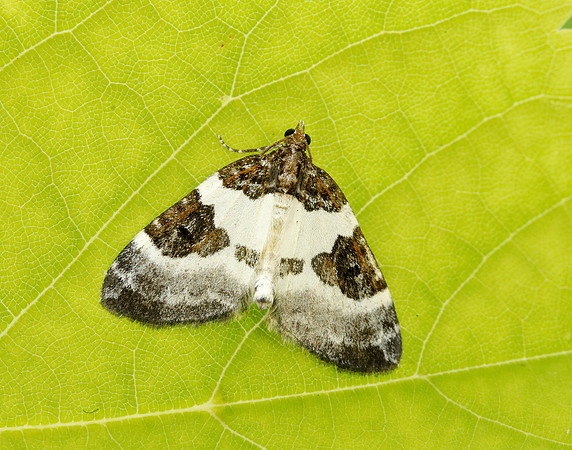 70.084 BF1766 Blue-bordered Carpet Plemyria rubiginata