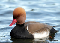 Red-crested Pochard Netta ruffina