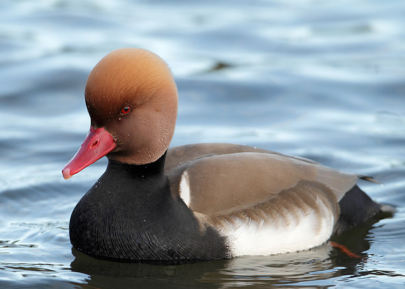 Red-crested Pochard Netta ruffina