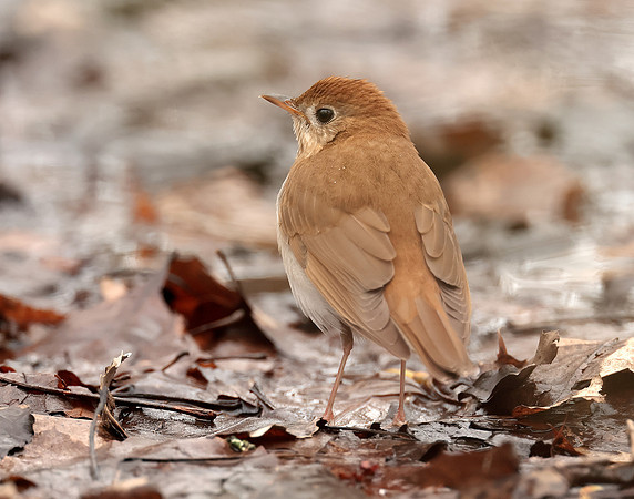 Veery Catharus fuscescens