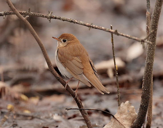 Veery Catharus fuscescens