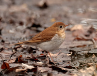 Veery Catharus fuscescens