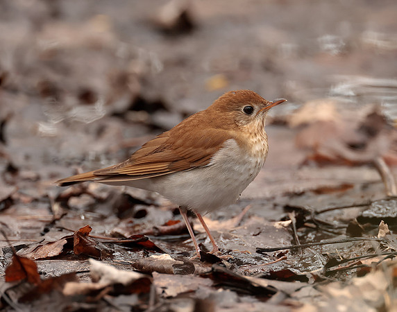 Veery Catharus fuscescens
