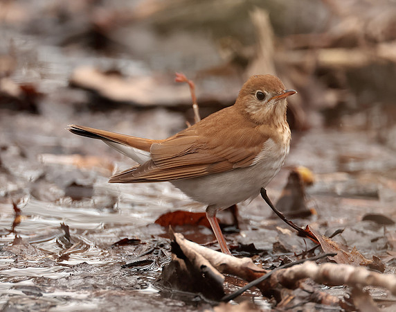 Veery Catharus fuscescens