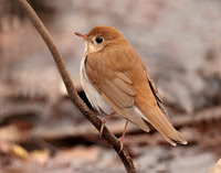 Veery Catharus fuscescens