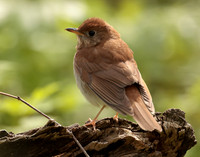 Veery Catharus fuscescens