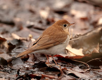 Veery Catharus fuscescens