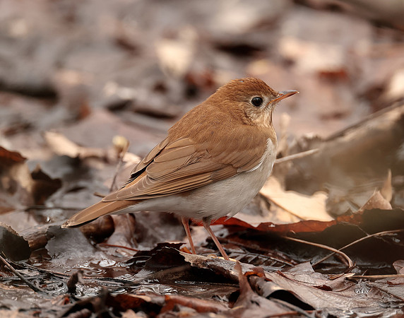 Veery Catharus fuscescens