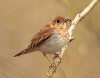 Veery Catharus fuscescens