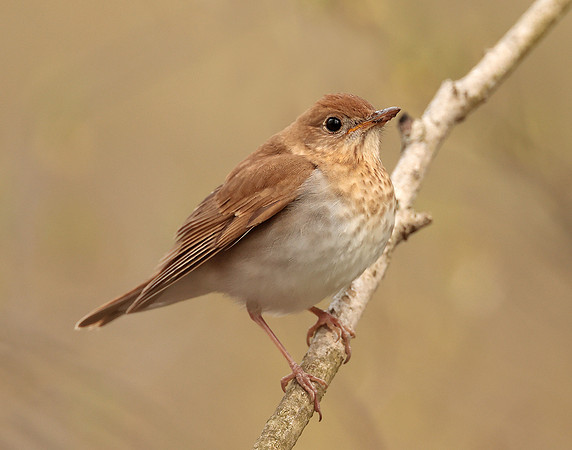 Veery Catharus fuscescens
