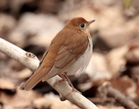 Veery Catharus fuscescens