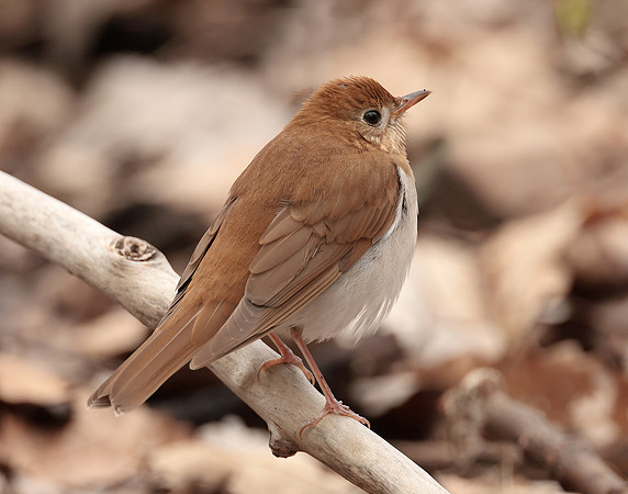 Veery Catharus fuscescens