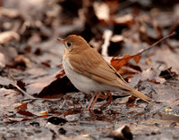 Veery Catharus fuscescens