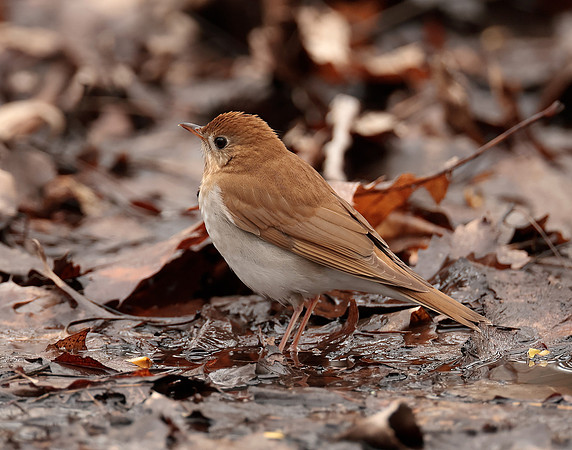 Veery Catharus fuscescens