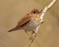 Veery Catharus fuscescens