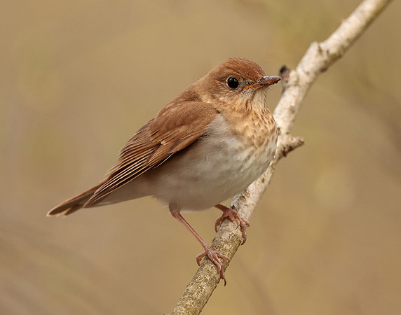 Veery Catharus fuscescens