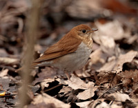 Veery Catharus fuscescens