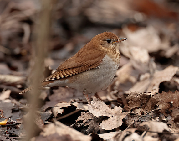 Veery Catharus fuscescens
